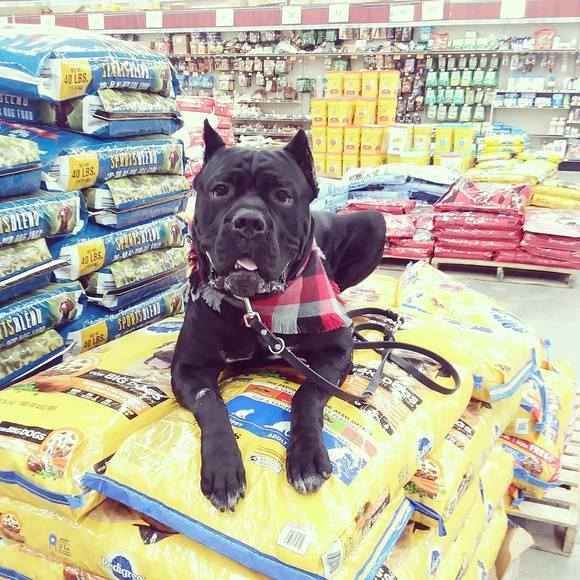 Meet your Posher, Brandy - Picture 1 of 1